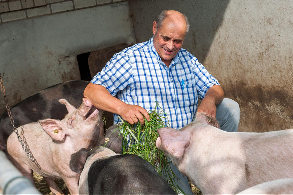 Nol van Rijssel varkens rundveehouderij