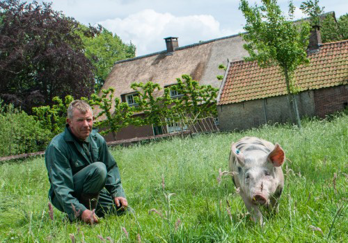 Biologische boeren varkenshouderij Linschoten